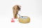Table basse gonflable DUMPTY FATBOY CDM Paris